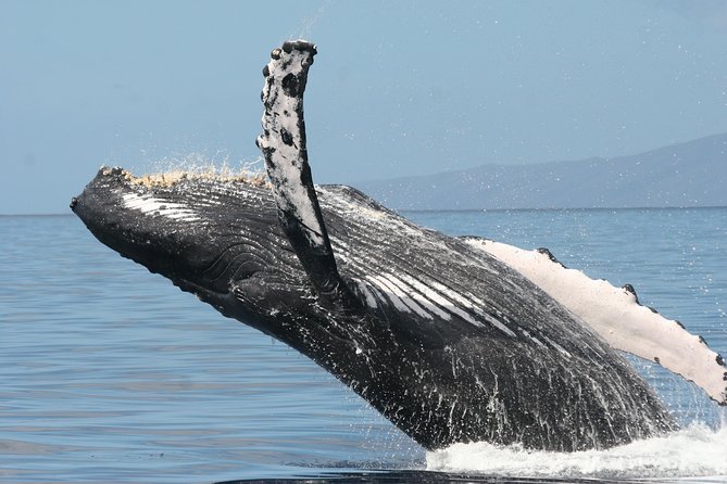 From Ma'alaea Harbor, Maui: Whale Watch Cruise Aboard Malolo - Hearing Whale Songs: The Hydrophones Upgrade You’ll Actually Use