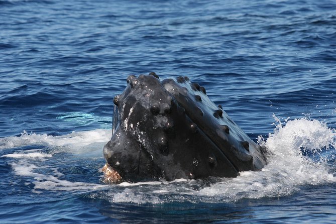 From Ma'alaea Harbor, Maui: Whale Watch Cruise Aboard Malolo - Views, Motion, and Where to Stand When It Gets Breezy