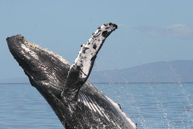 From Ma'alaea Harbor, Maui: Whale Watch Cruise Aboard Malolo - Value Check: Is $59.95 Worth It?