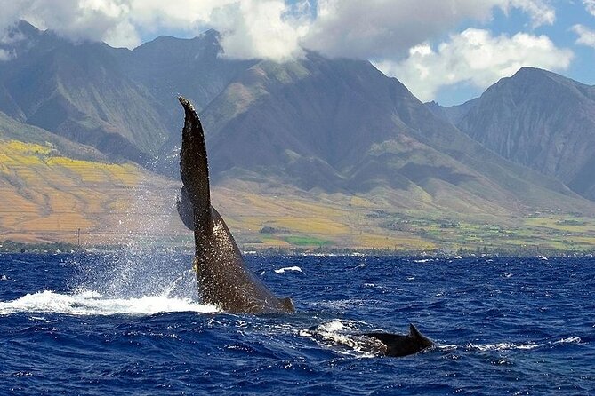 From Ma'alaea Harbor: Sunset Whale Watch Tour Aboard the Malolo - Where You Board at Boss Frog’s in Ma’alaea (and Why 3:30pm Is a Big Deal)