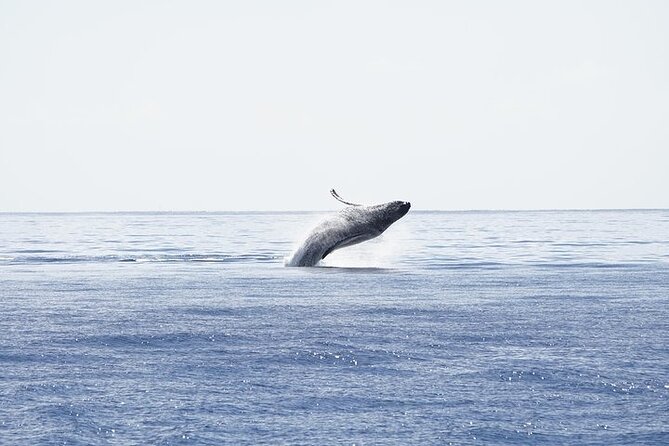 From Ma'alaea Harbor: Sunset Whale Watch Tour Aboard the Malolo - Two Guided Segments on the Water: How the Time Usually Plays Out
