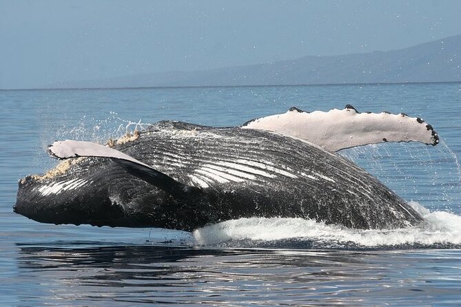 From Ma'alaea Harbor: Sunset Whale Watch Tour Aboard the Malolo - Price and Value: Why $49.95 Can Still Be a Smart Choice