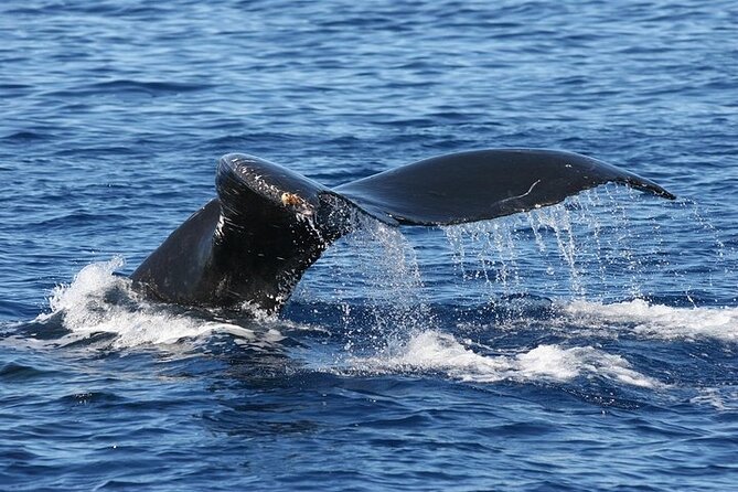 From Ma'alaea Harbor: Sunset Whale Watch Tour Aboard the Malolo - The Malolo Ride: Fast, Fun, and Best When You Pick Your Viewing Spot