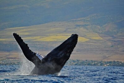 From Ma'alaea Harbor: Whale Watch Cruise Aboard the Malolo - What you can spot: flukes, peduncles, pectoral fins, and breaching