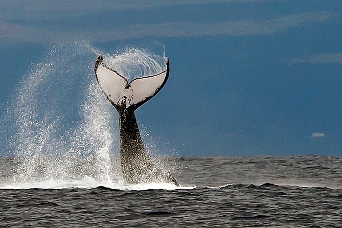 From Ma'alaea Harbor: Whale Watch Cruise Aboard the Malolo - Price and value: $49.95 for whales, hydrophones, and real onboard perks