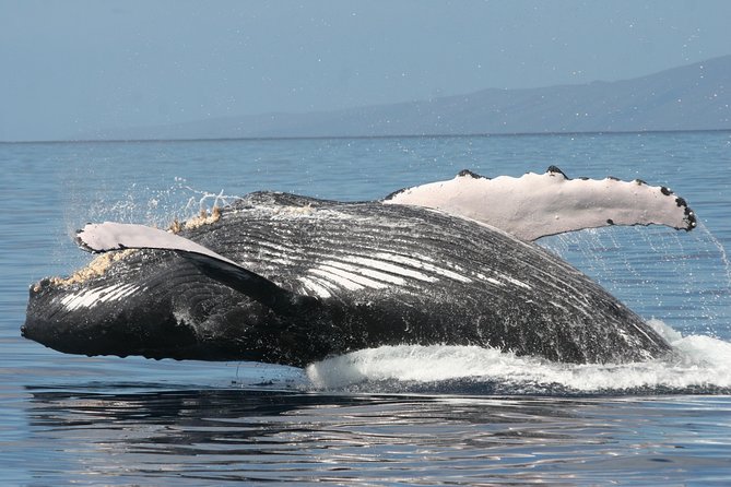 From Ma'alaea Harbor: Whale Watch Cruise Aboard the Malolo - Who this trip suits best (and who might feel annoyed)