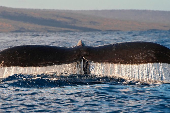 From Maalaea: Whale Watching Tour Aboard the Quicksilver - Value check: does $49.95 make sense for Maui whale watching?
