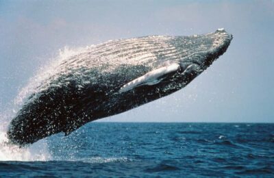 From Punta Cana: Sanctuary Whale Watching Day Trip - The long road from Punta Cana to Samaná: why the day feels heavy