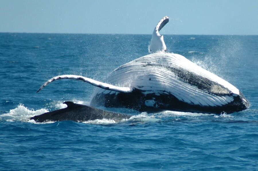From Punta Cana: Sanctuary Whale Watching Day Trip - El Limón Waterfall horseback ride: scenic fun with real-world tipping pressure