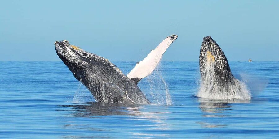 From Punta Canta: Whale Watching Cruise with Cayo Levantado - Whale day from Punta Canta: what makes this one different