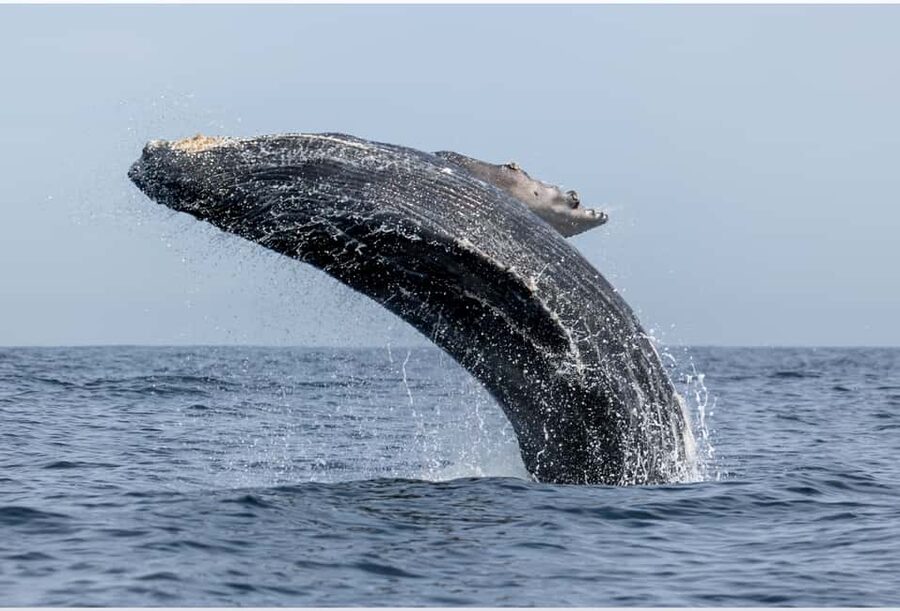 From Punta Canta: Whale Watching Cruise with Cayo Levantado - The whale watching sanctuary: what your boat time is really for