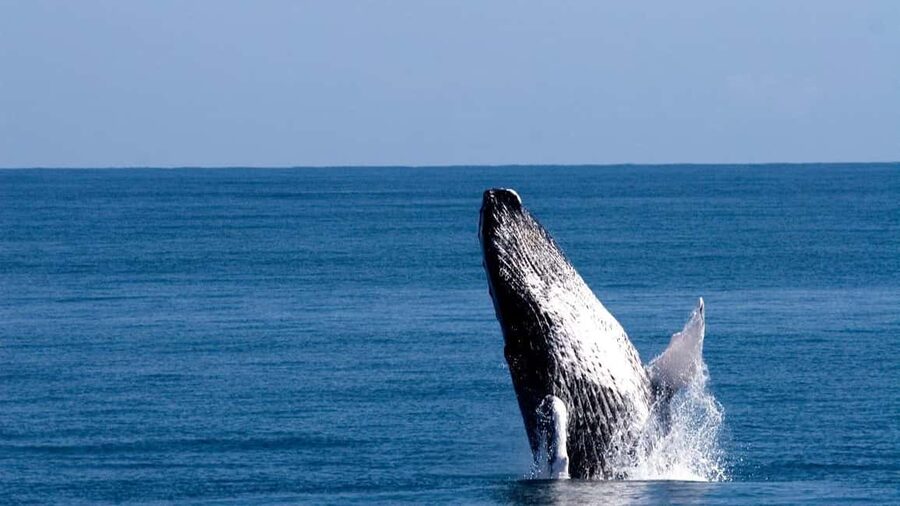 From Punta Canta: Whale Watching Cruise with Cayo Levantado - Getting from Punta Canta/Bayahibe to Samana: the long drive factor