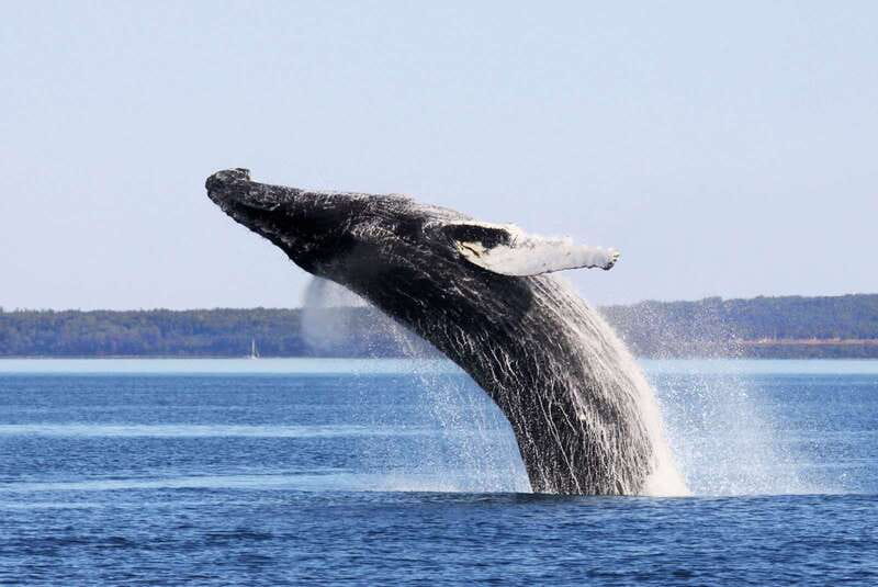 From Quebec City: Whale Watching Excursion Full-Day Trip - Meeting at Fontaine de Tourny: How the Day Starts
