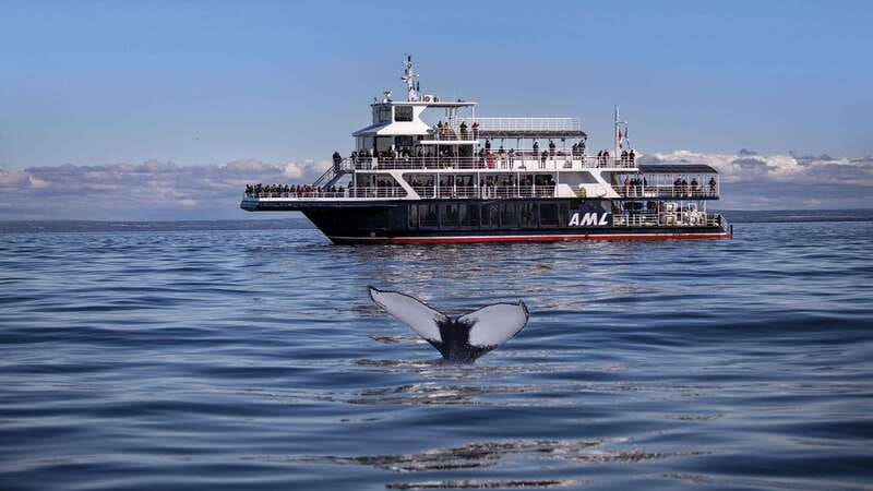 From Quebec City: Whale Watching Excursion Full-Day Trip - The Midday Stops: Baie-Sainte-Catherine Break and Quick Photo Moments