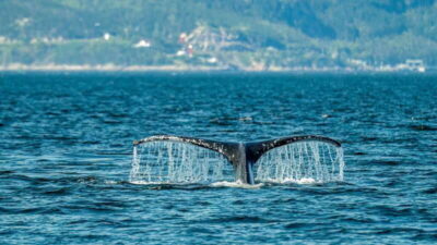 From Quebec City: Whale Watching Excursion Full-Day Trip - The Quebec City to Baie-Sainte-Catherine Coach Ride (About 3 Hours Each Way)