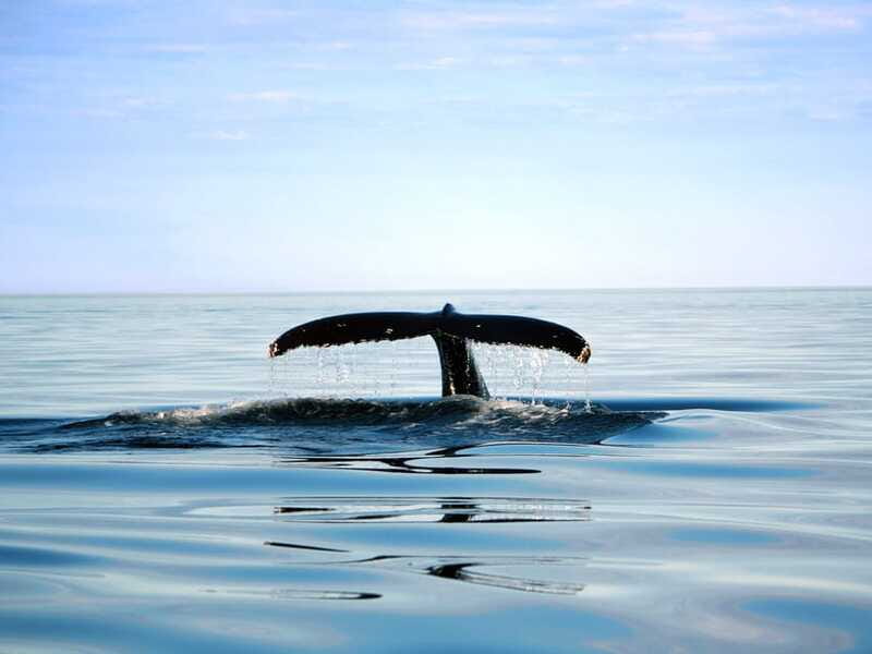 From Quebec City: Whale Watching Excursion Full-Day Trip - Boat vs Zodiac: Pick Your Comfort Level and Your View Style