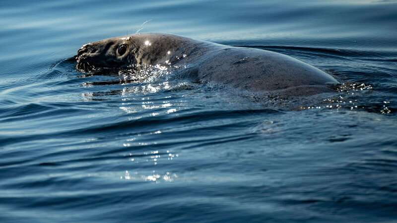 From Quebec City: Whale Watching Excursion Full-Day Trip - Dressing for Cold and Getting Wet Without Losing Your Trip