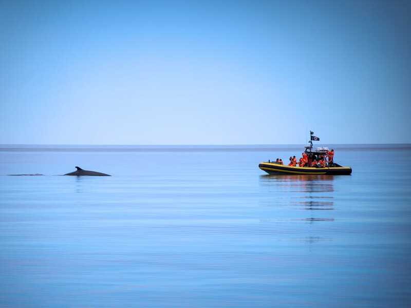 From Quebec City: Whale Watching Excursion Full-Day Trip - Food, Water, and the “Small Rules” That Affect Your Day