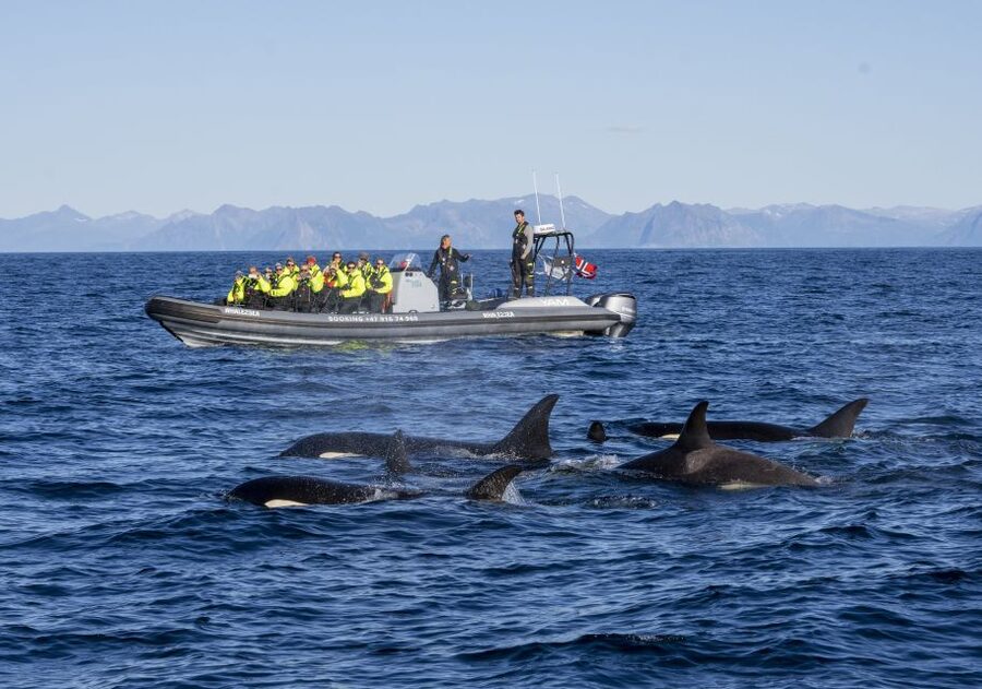 From Svolvær: Whale Watching Day Trip to Andenes - Weather Dependence: The Only Real Uncertainty