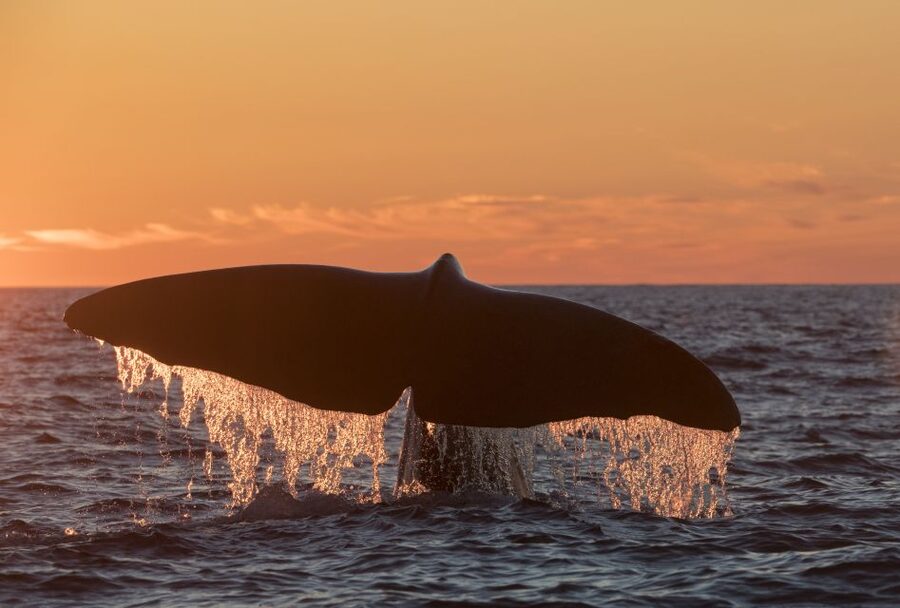 From Svolvær: Whale Watching Day Trip to Andenes - The Big Idea: Why Andenes Works for Lofoten Whale Time