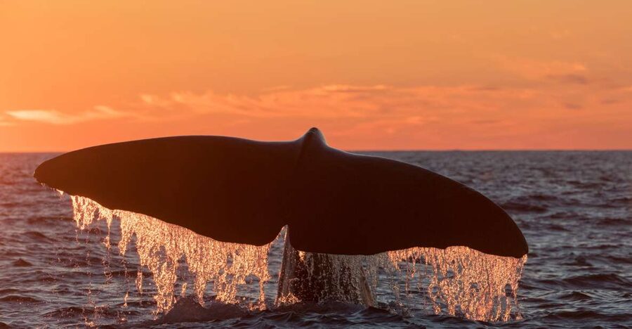 From Svolvær: Whale Watching Day Trip to Andenes - Road Stops That Turn Travel Into Part of the Experience