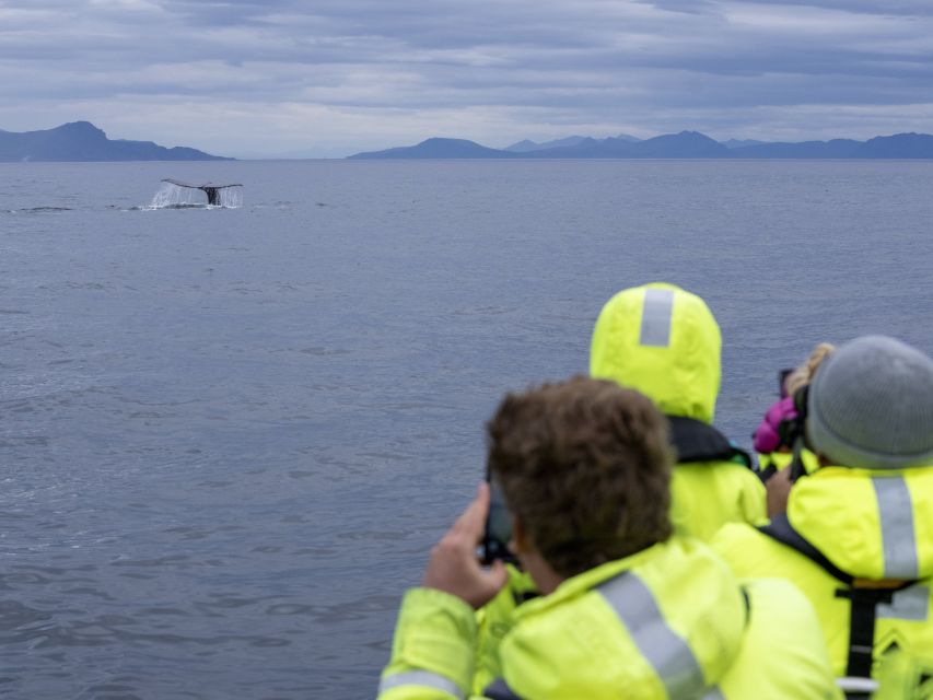 From Svolvær: Whale Watching Day Trip to Andenes - Bleik Beach Photo Stop: Short, Scenic, and Useful
