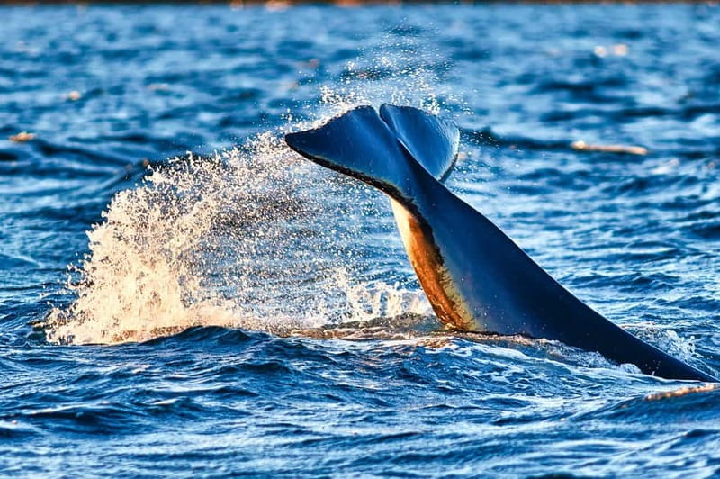 From Tromso: Whale Watching in Magic Skjervoy - Key things I’d bank on before you go