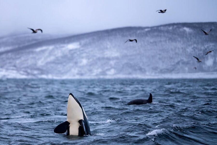 From Tromso: Whale Watching in Magic Skjervoy - Price and value: $356 for a full day built around gear + transport + time on the water