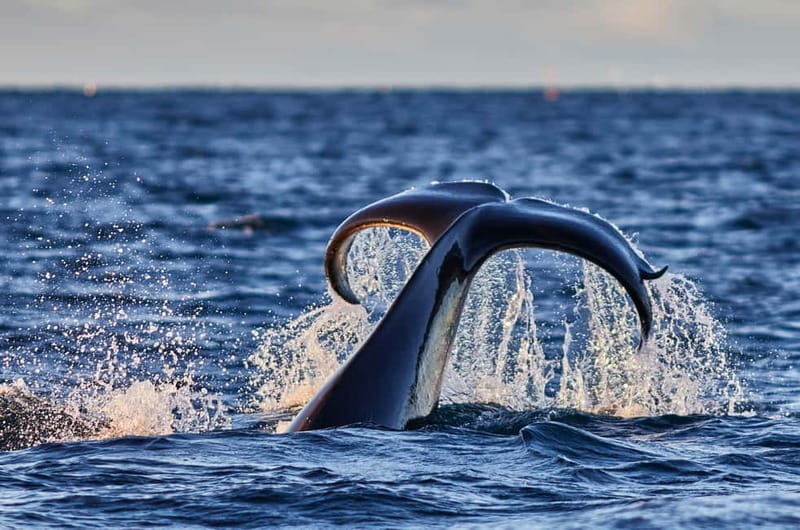 From Tromso: Whale Watching in Magic Skjervoy - Tromsø departure at 5:20 am: your warm-up before the whales