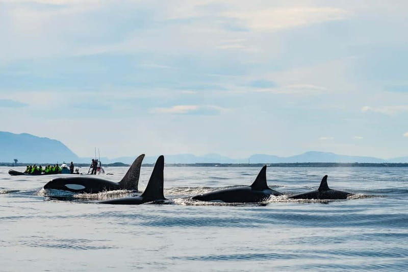 From Tromso: Whale Watching in Magic Skjervoy - Suit-up in Skjervøy: how the gear keeps you in the moment