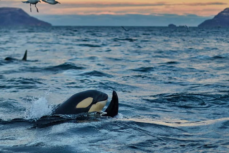 From Tromso: Whale Watching in Magic Skjervoy - RIB whale watching for 2.5–3 hours: small groups, fast water, real motion