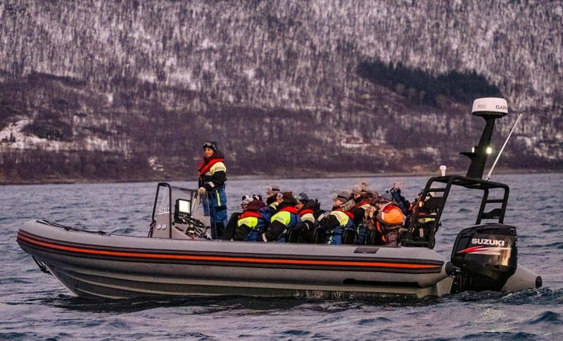 From Tromso: Whale Watching in Magic Skjervoy - What you can see in Skjervøy: orcas, humpbacks, and herring chaos