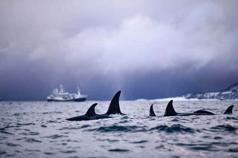 From Tromso: Whale Watching in Magic Skjervoy - Wildlife space and boat behavior: why the rules matter on a RIB