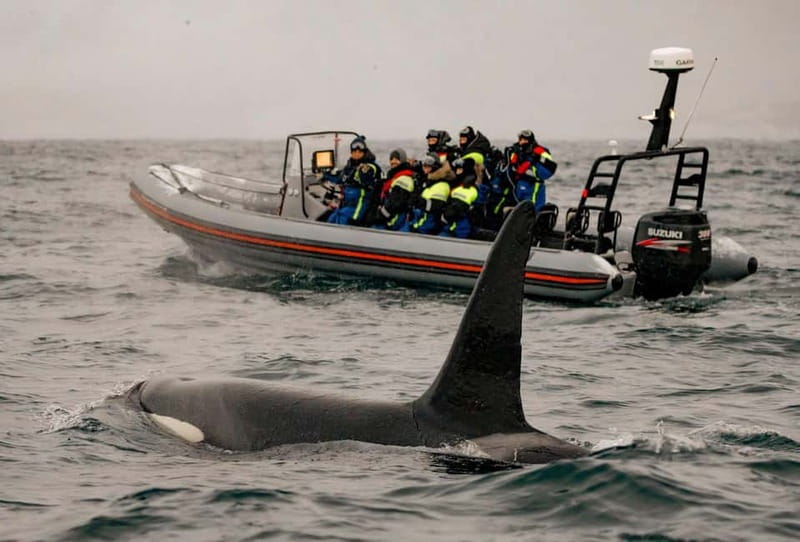 From Tromso: Whale Watching in Magic Skjervoy - Guides on board (and why their names keep showing up)