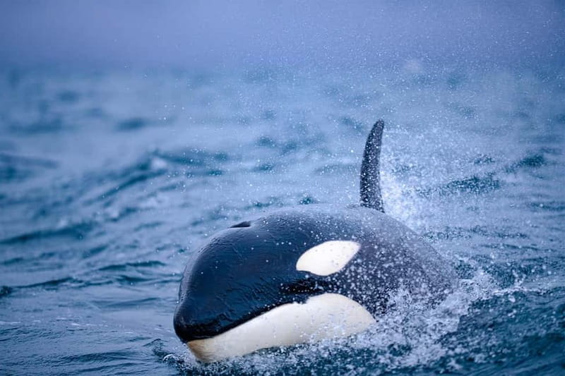 From Tromso: Whale Watching in Magic Skjervoy - After the water: clubhouse warmth, baguettes, and photos to take home
