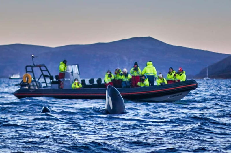 From Tromso: Whale Watching in Magic Skjervoy - The drive to Skjervøy: comfort on the way, and the few things to plan