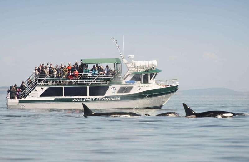 From Victoria: Whale Watching Trip on Covered Boat - Your 3-hour hunt for whales: how the timing works
