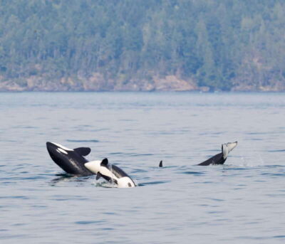 From Victoria: Whale Watching Trip on Covered Boat - The “naturalist-led” part: what you actually learn while you wait