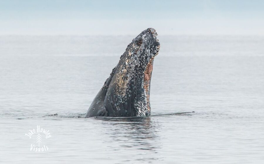 From Victoria: Whale Watching Trip on Covered Boat - Orcas and humpbacks: what the crew aims for (and why it matters)