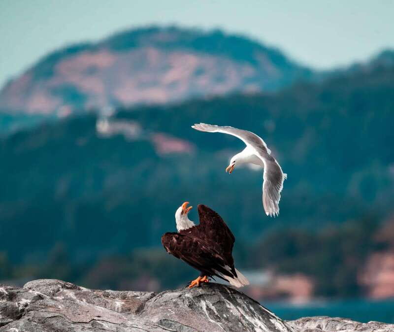 From Victoria: Whale Watching Trip on Covered Boat - Minke, gray, and the rest: how to set your whale expectations