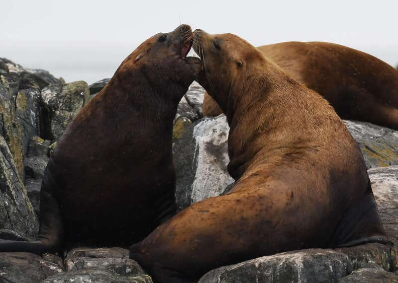 From Victoria: Whale Watching Trip on Covered Boat - Other wildlife you might see: seals, otters, birds, and more