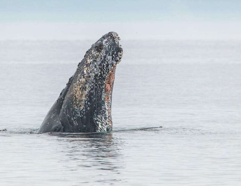 From Victoria: Whale Watching Trip on Covered Boat - Onboard extras that change the experience: hot drinks, deck access, bathrooms