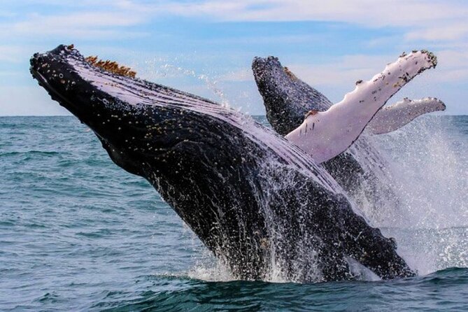 Full Day Bacardi Whale Watching - End Season March 30th - Why Samaná Bay Whale Time Feels Different