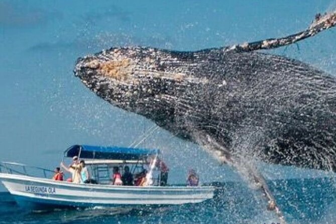 Full Day Bacardi Whale Watching - End Season March 30th - Las Cañitas to Samaná Bay: The Morning Boat Rhythm