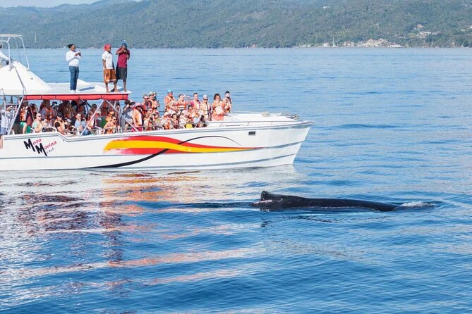 Full Day Bacardi Whale Watching - End Season March 30th - Timing and How a One-Day Trip Really Works