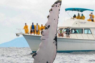 Full Day Bacardi Whale Watching - End Season March 30th - The Humpback Whale Sanctuary Stop: What You’ll Be Looking For