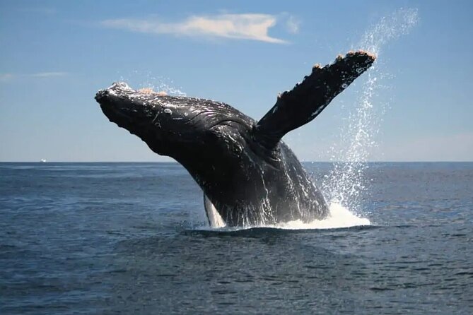 Full Day Bacardi Whale Watching - End Season March 30th - Comfort and What to Bring (So You Don’t Borrow Regret)