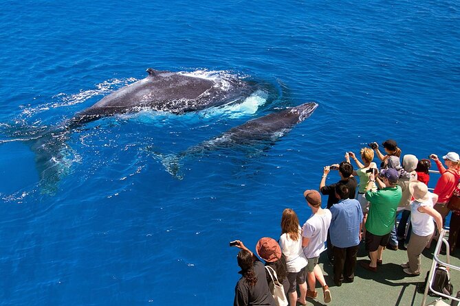 Full Day Bacardi Whale Watching - End Season March 30th - End-Season Reality: March 30 and the April 1 Change