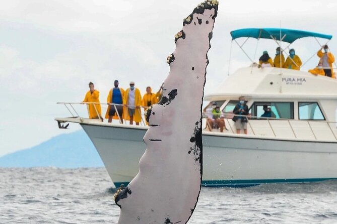 Full Day Bacardi Whale Watching - End Season March 30th - The Humpback Whale Sanctuary Stop: What You’ll Be Looking For