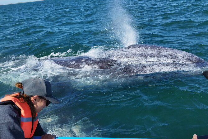 Full Day Gray Whale Watching Experience - Key highlights you’ll care about